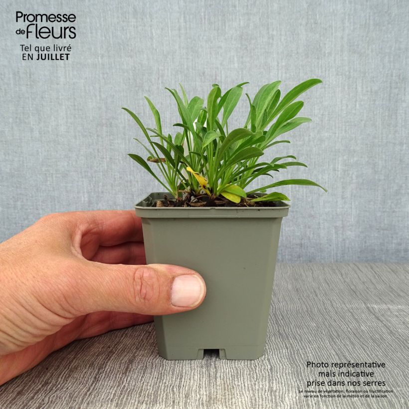 Ejemplar de Aster alpinus Dunkle Schöne Maceta de 8/9 cm entregado en verano