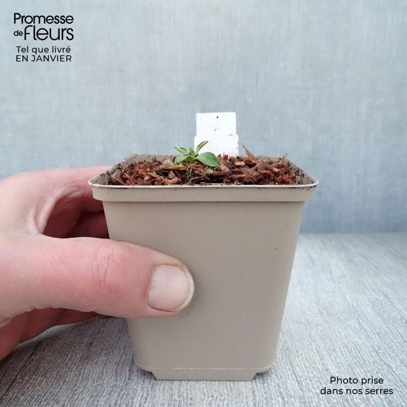 Aster alpinus Dunkle Schöne Maceta de 8/9 cm Ejemplar entregado en invierno