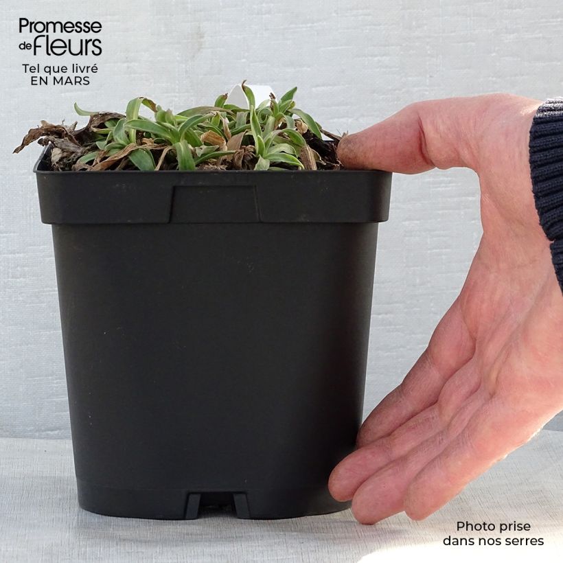 Aster alpinus Dunkle Schöne Maceta 2L/3L Ejemplar entregado en la primavera