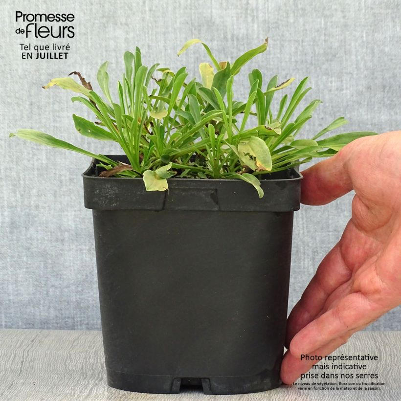 Ejemplar de Aster alpinus Dunkle Schöne Maceta 2L/3L entregado en verano