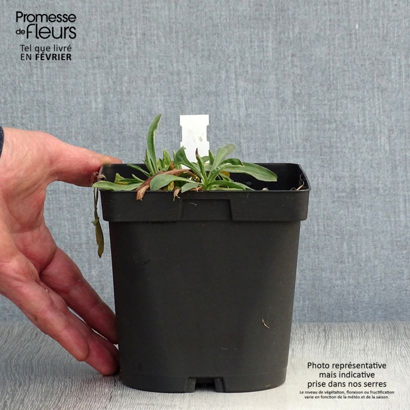 Aster alpinus Dunkle Schöne Maceta 2L/3L Ejemplar entregado en invierno