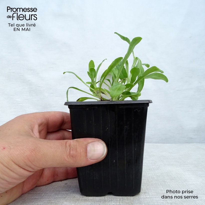 Aster alpinus Dunkle Schöne Maceta de 8/9 cm Ejemplar entregado en la primavera