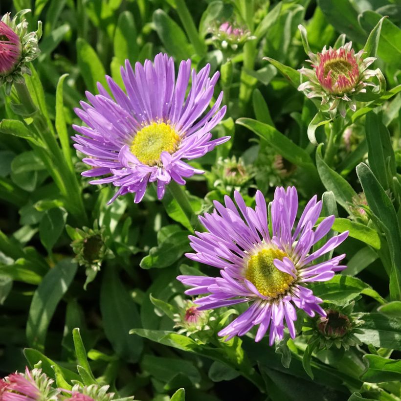 Aster alpinus Goliath (Floración)