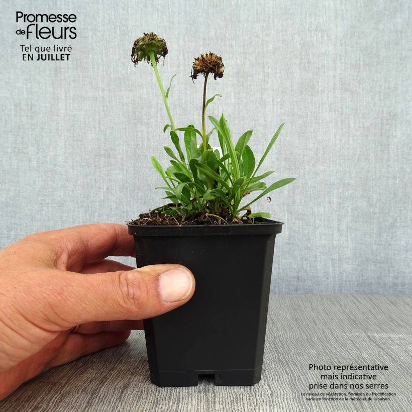 Ejemplar de Aster alpinus Goliath Maceta de 8/9 cm entregado en verano