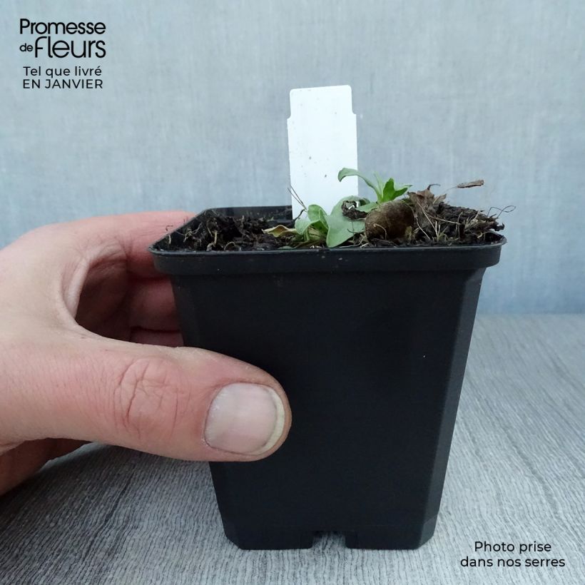 Aster alpinus Goliath Maceta de 8/9 cm Ejemplar entregado en invierno