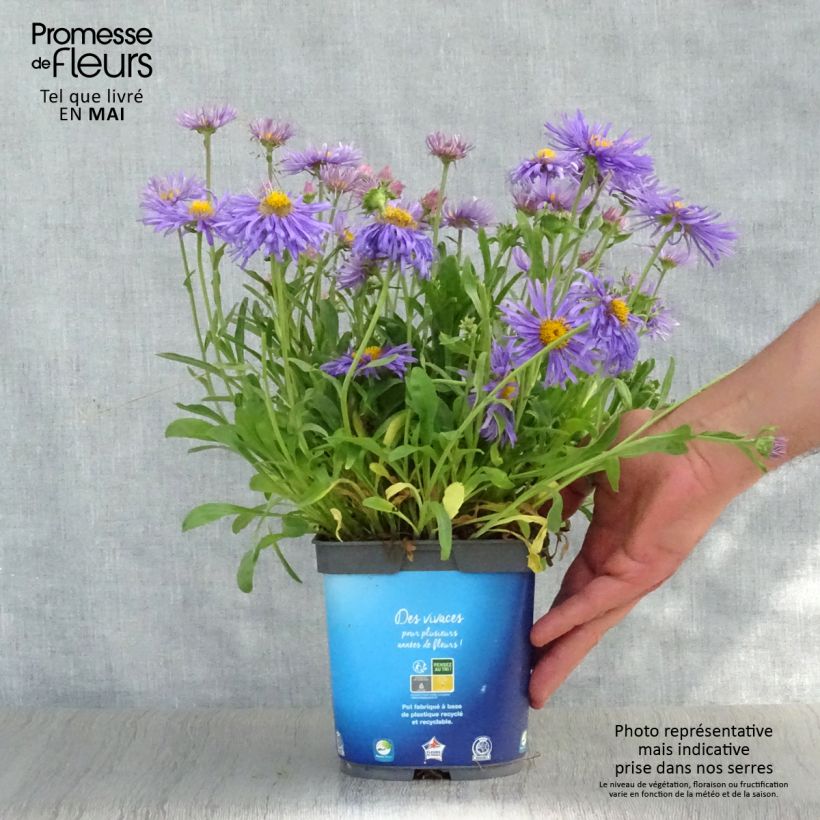 Aster alpinus Goliath Maceta 2L/3L Ejemplar entregado en la primavera