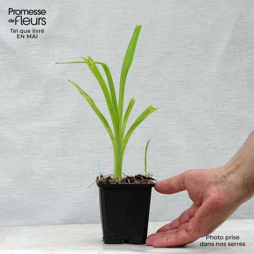 Aster alpinus Goliath Maceta de 8/9 cm Ejemplar entregado en la primavera