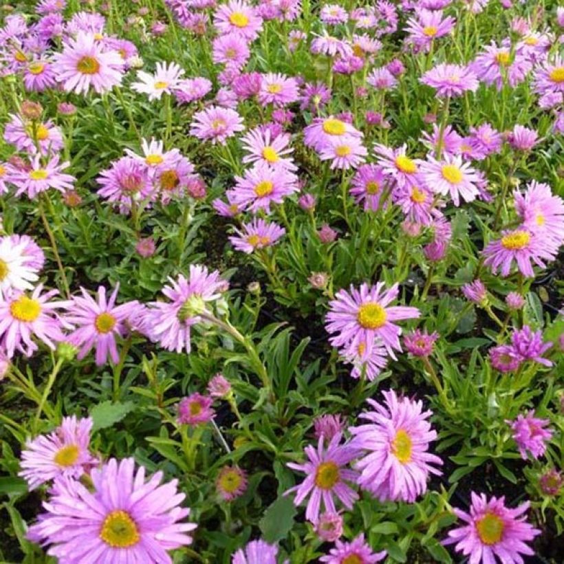Aster alpinus Happy End (Porte)