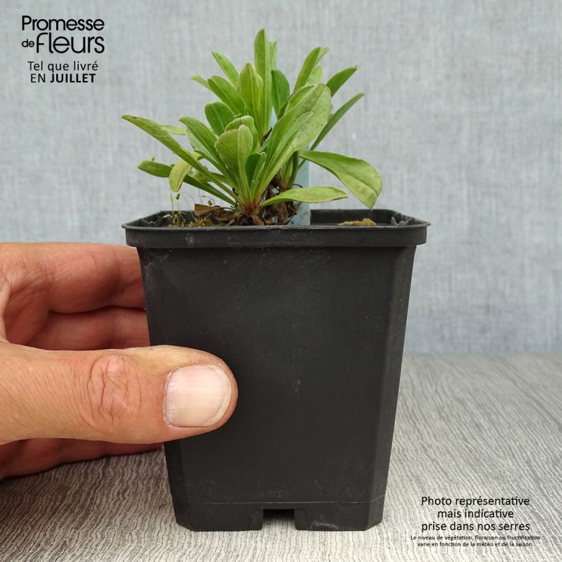 Ejemplar de Aster alpinus Happy End Maceta de 8/9 cm entregado en verano