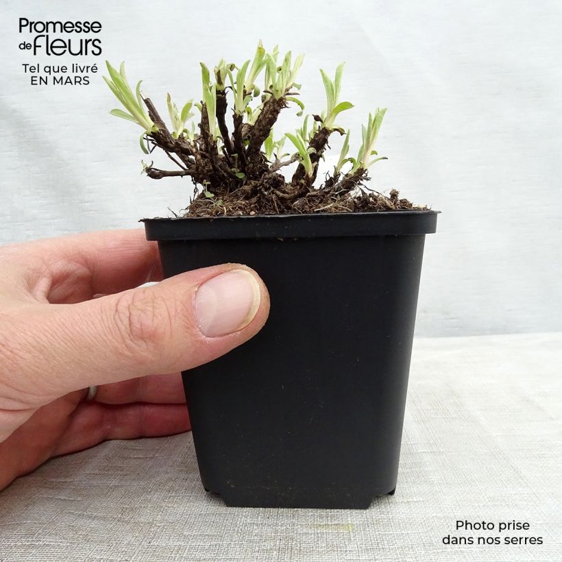 Aster alpinus Happy End Maceta de 8/9 cm Ejemplar entregado en la primavera