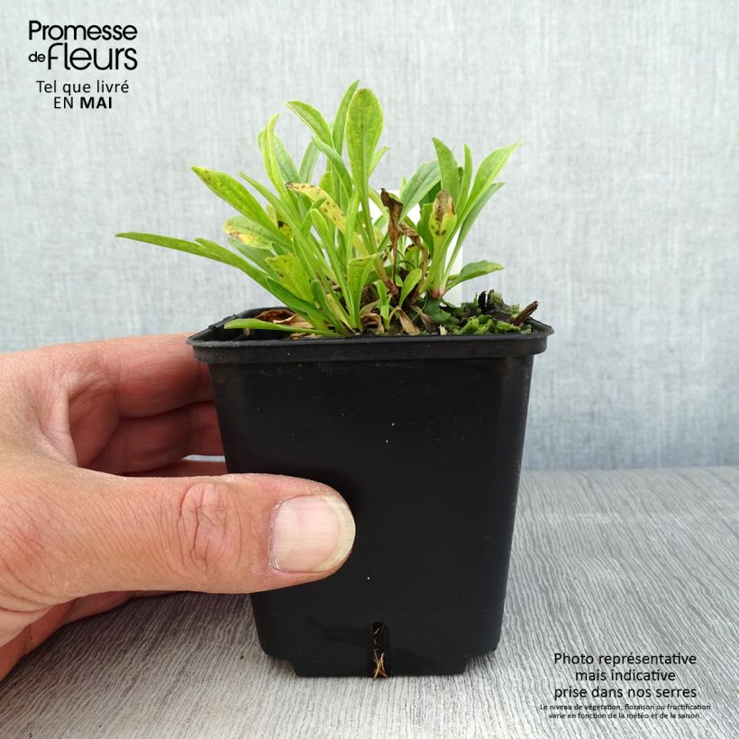 Aster alpinus Pinkie Maceta de 8/9 cm Ejemplar entregado en la primavera