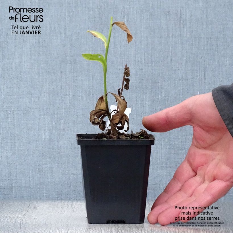 Aster amellus Blue King Maceta de 8/9 cm Ejemplar entregado en invierno