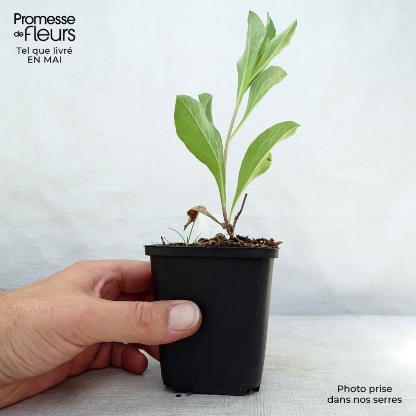 Aster amellus Blue King Maceta de 8/9 cm Ejemplar entregado en la primavera