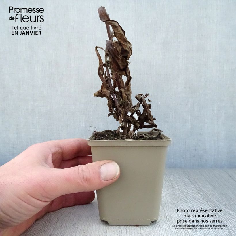 Aster amellus King George Maceta de 8/9 cm Ejemplar entregado en invierno