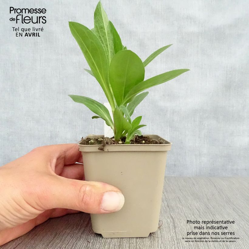 Aster amellus King George Maceta de 8/9 cm Ejemplar entregado en la primavera