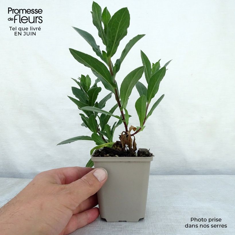 Ejemplar de Aster amellus King George Maceta de 8/9 cm entregado en verano