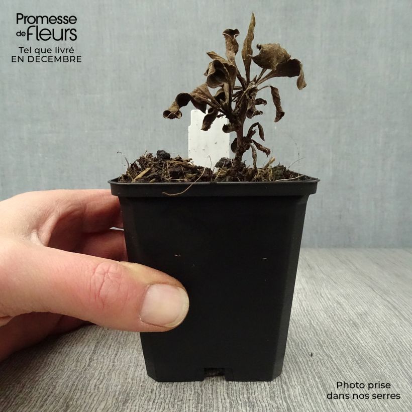 Aster amellus Rosa Erfüllung Maceta de 8/9 cm Ejemplar entregado en invierno