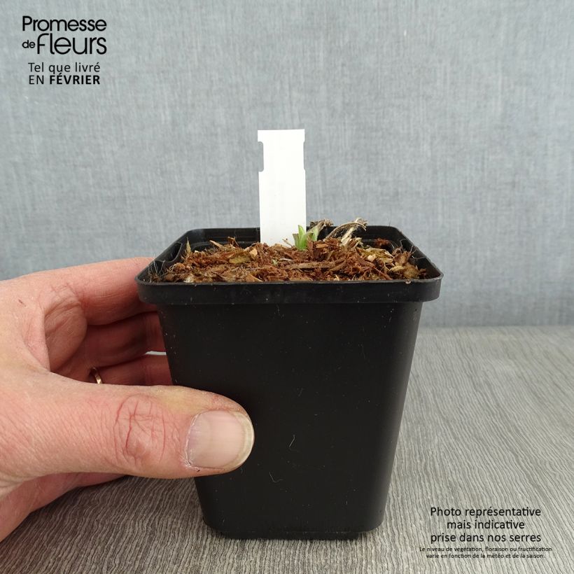 Aster amellus Rudolf Goethe Maceta de 8/9 cm Ejemplar entregado en invierno