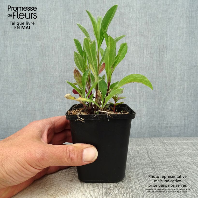 Aster amellus Rudolf Goethe Maceta de 8/9 cm Ejemplar entregado en la primavera