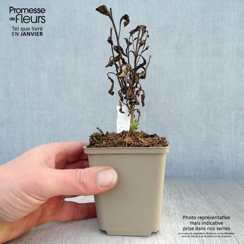 Aster amellus Sonia Maceta de 8/9 cm Ejemplar entregado en invierno