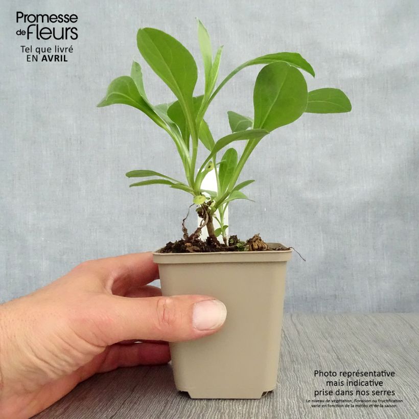 Aster amellus Sonia Maceta de 8/9 cm Ejemplar entregado en la primavera