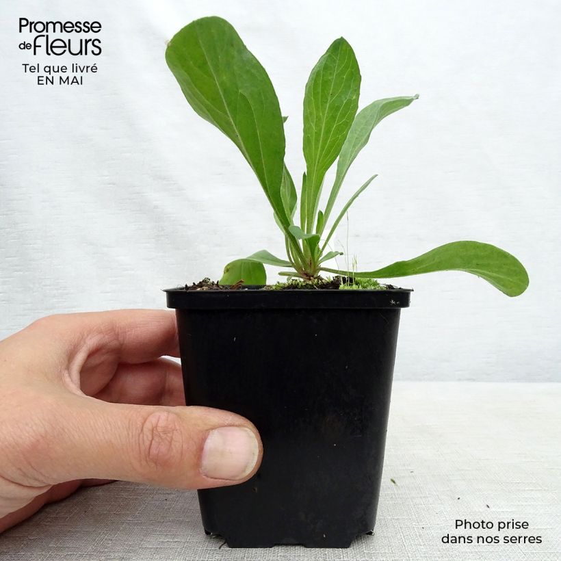 Aster amellus Veilchenkönigin - Violet Queen Maceta de 8/9 cm Ejemplar entregado en la primavera