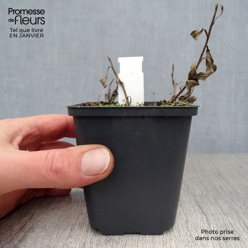 Aster amellus Veilchenkönigin - Violet Queen Maceta de 8/9 cm Ejemplar entregado en invierno