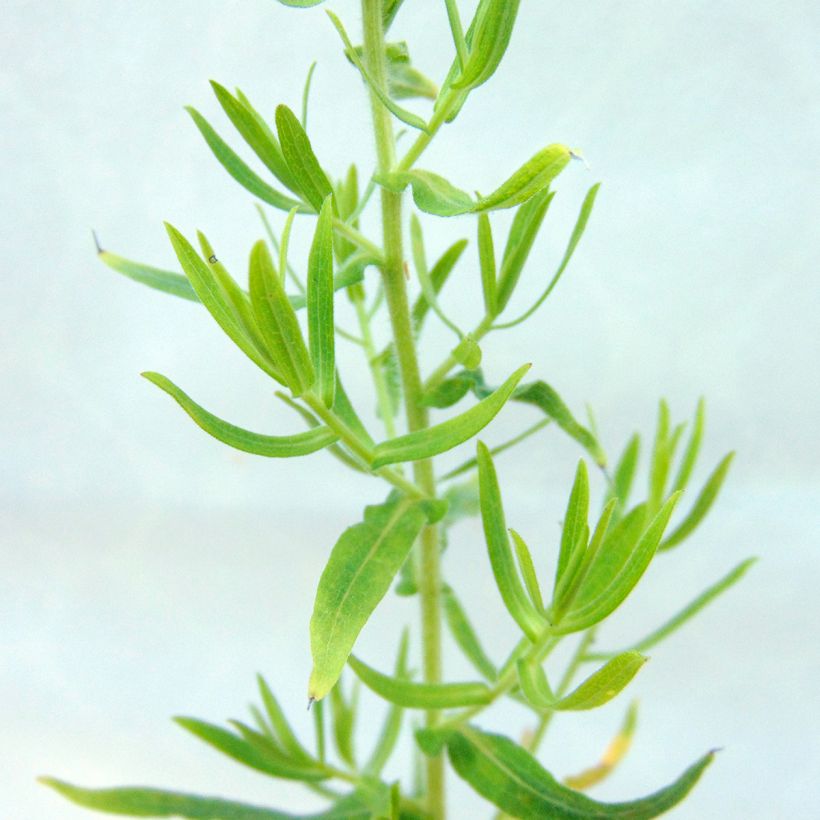 Aster amethystinus Kylie (Follaje)