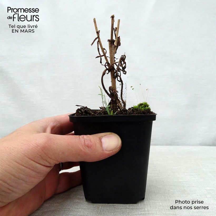 Aster amethystinus Kylie Maceta de 8/9 cm Ejemplar entregado en la primavera