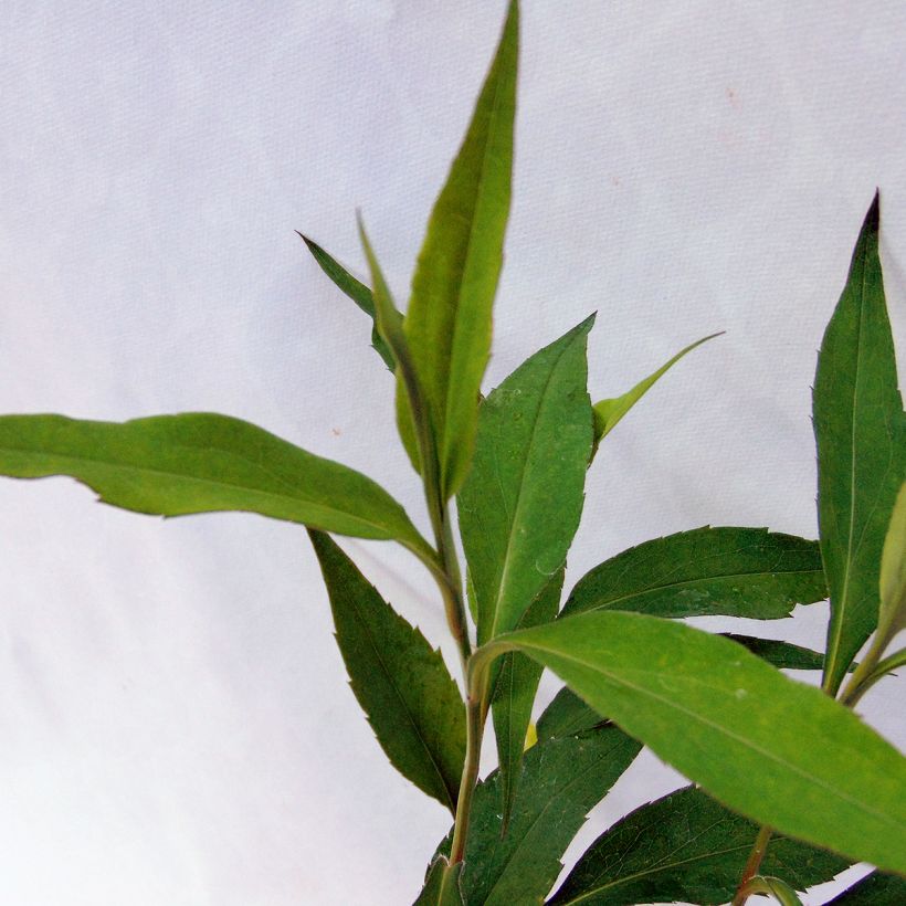 Aster cordifolius Blue Heaven (Follaje)