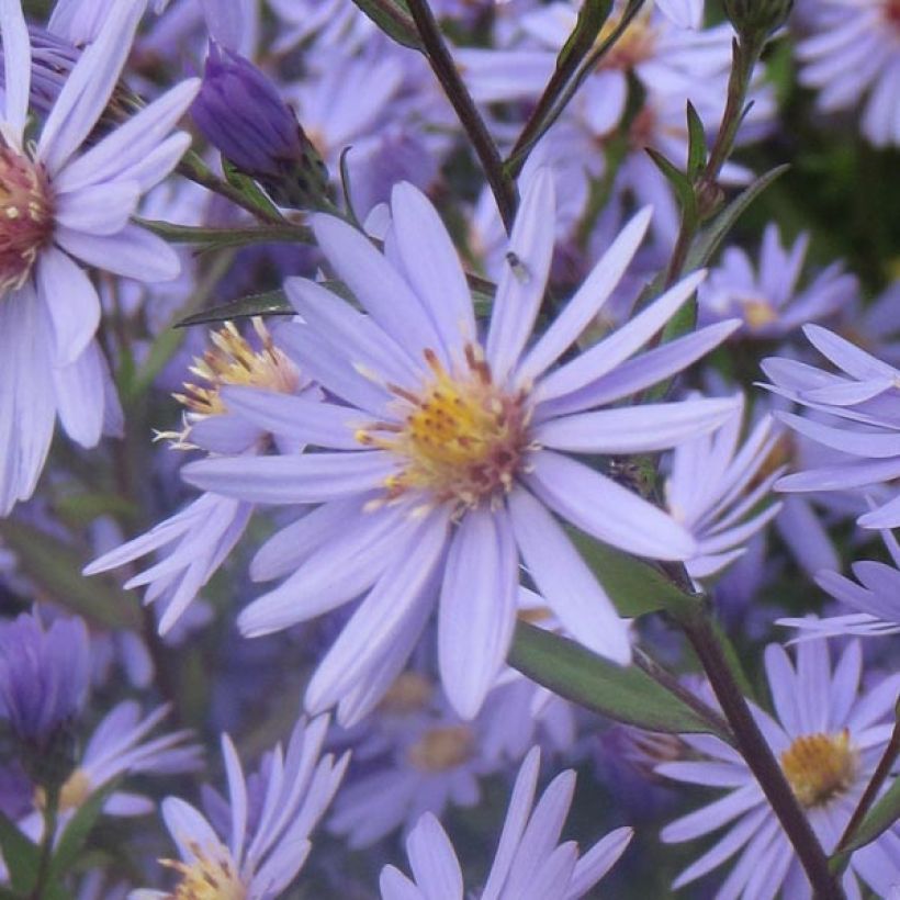 Aster cordifolius Blue Heaven (Floración)
