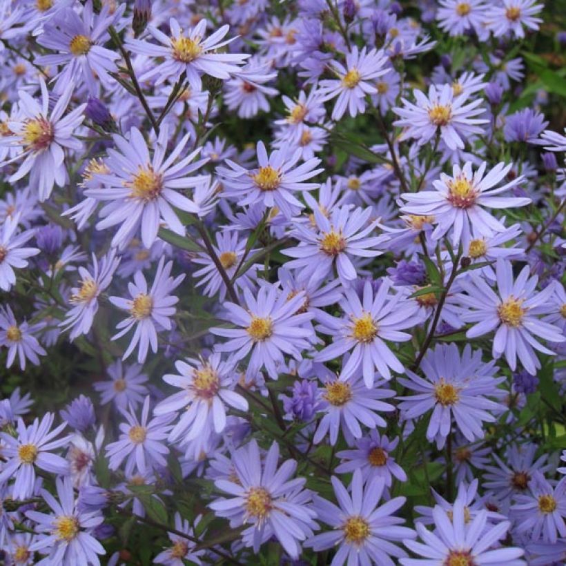 Aster cordifolius Blue Heaven (Porte)