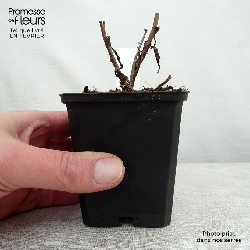 Aster cordifolius Blue Heaven Maceta de 8/9 cm Ejemplar entregado en invierno