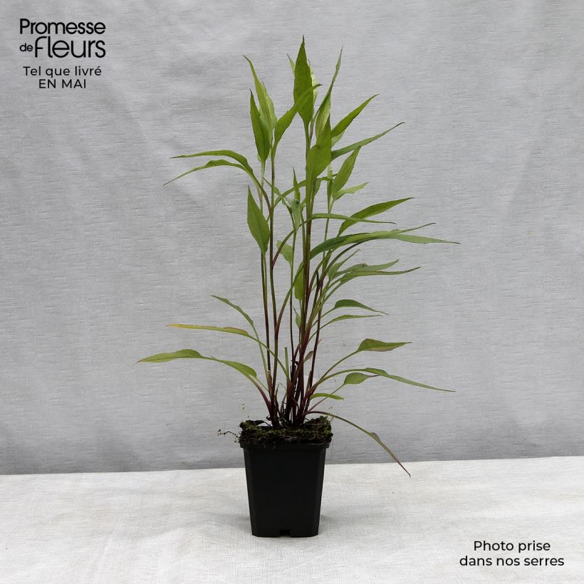 Aster cordifolius Blue Heaven Maceta de 8/9 cm Ejemplar entregado en la primavera