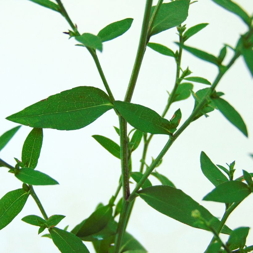 Aster cordifolius Blutenregen (Follaje)
