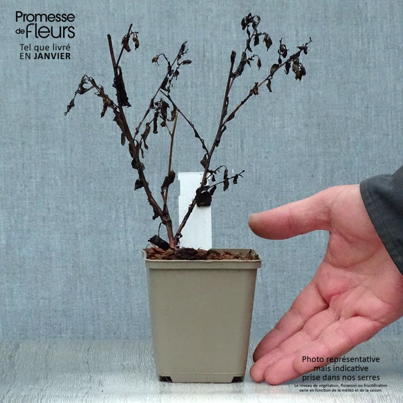 Aster cordifolius Blutenregen Maceta de 8/9 cm Ejemplar entregado en invierno