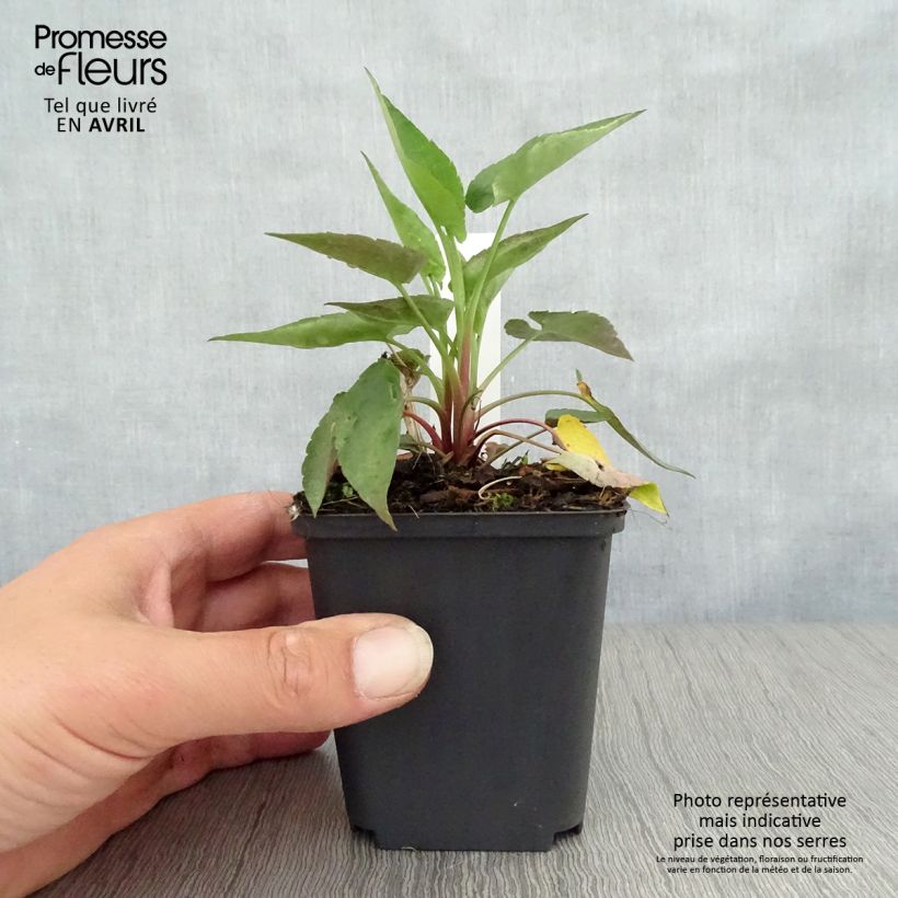 Aster cordifolius Blutenregen Maceta de 8/9 cm Ejemplar entregado en la primavera