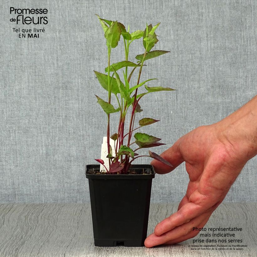 Aster cordifolius Idéal Maceta de 8/9 cm Ejemplar entregado en la primavera