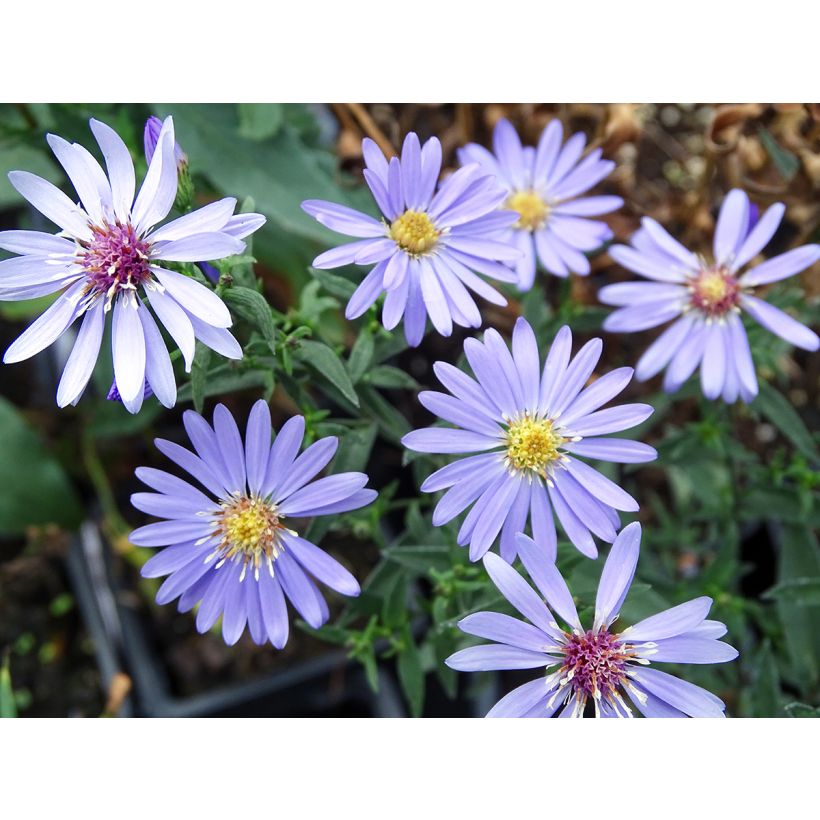 Aster cordifolius Little Carlow (Floración)