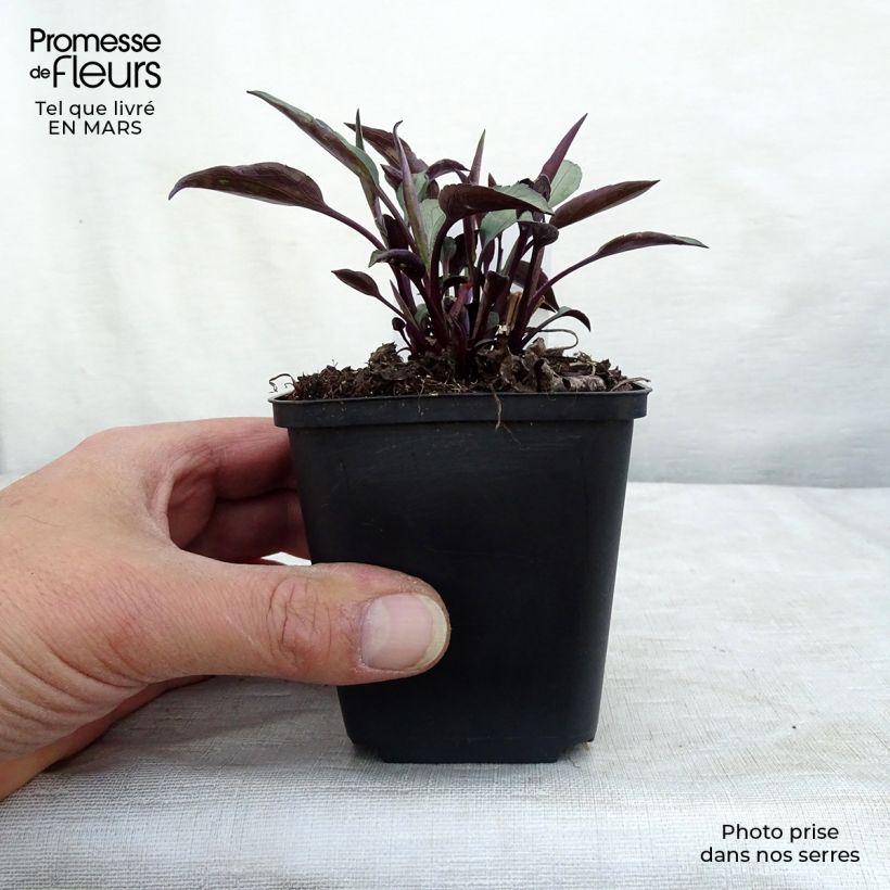 Aster cordifolius Little Carlow Maceta de 8/9 cm Ejemplar entregado en invierno