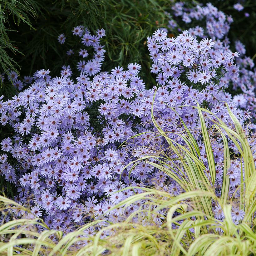 Aster cordifolius Little Carlow (Porte)