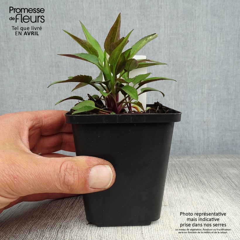 Aster cordifolius Little Carlow Maceta de 8/9 cm Ejemplar entregado en la primavera