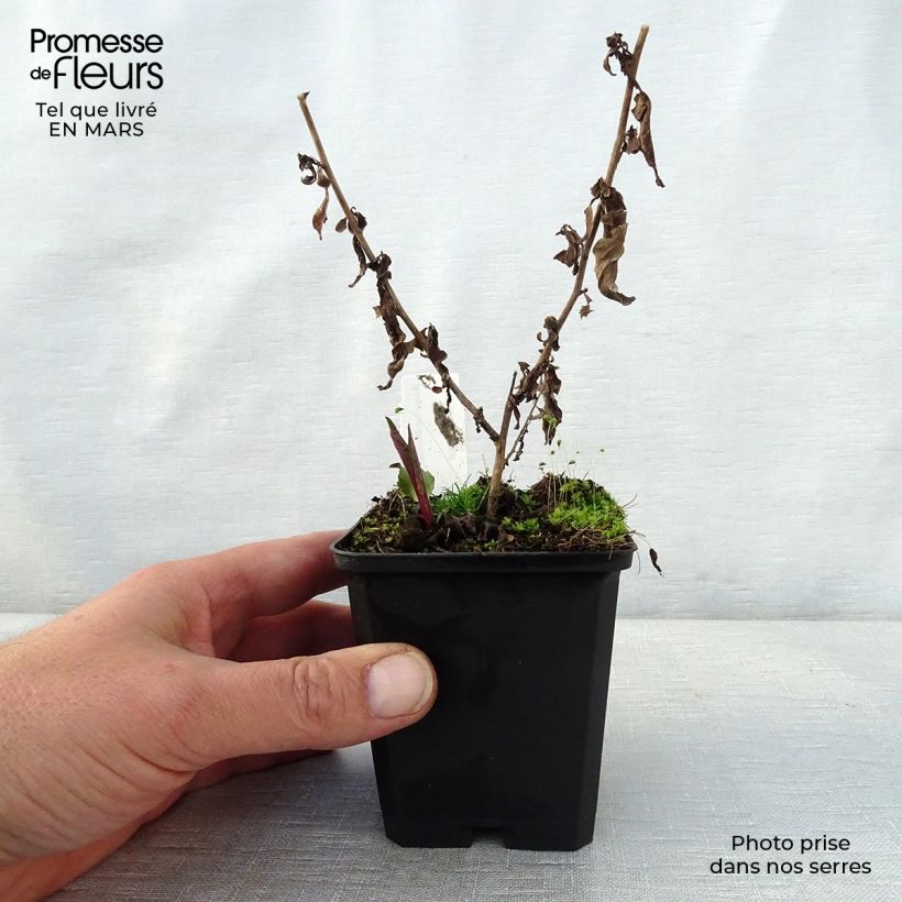 Aster cordifolius Photograph Maceta de 8/9 cm Ejemplar entregado en la primavera