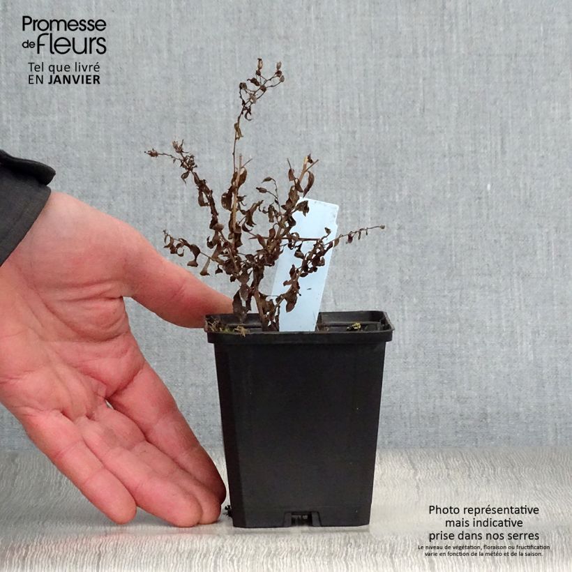 Aster cordifolius Photograph Maceta de 8/9 cm Ejemplar entregado en invierno