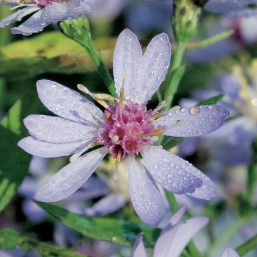 Aster cordifolius Idéal (Floración)