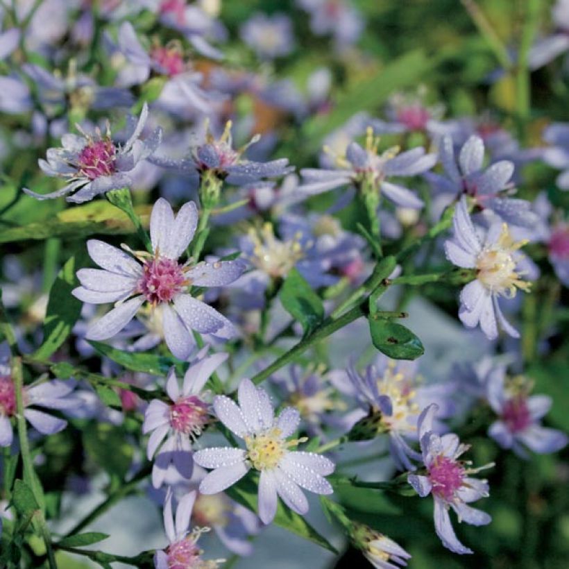 Aster cordifolius Idéal (Porte)
