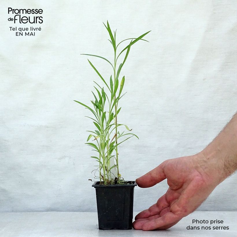 Aster datschii Maceta de 8/9 cm Ejemplar entregado en la primavera