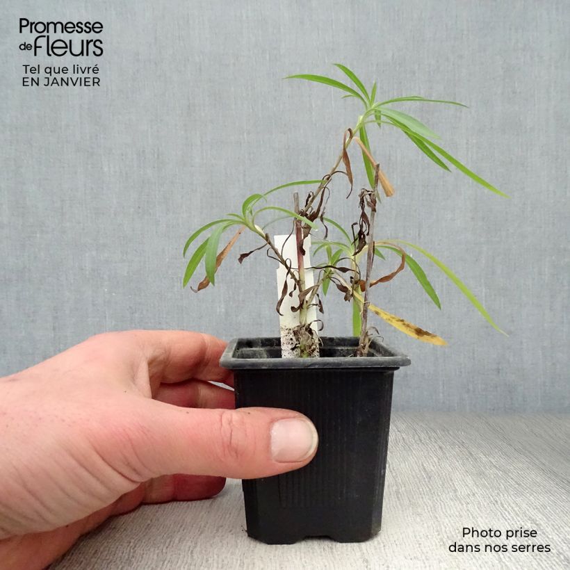 Aster datschii Maceta de 8/9 cm Ejemplar entregado en invierno