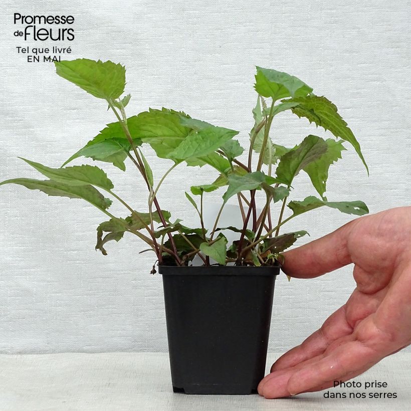 Aster divaricatus Maceta de 8/9 cm Ejemplar entregado en la primavera