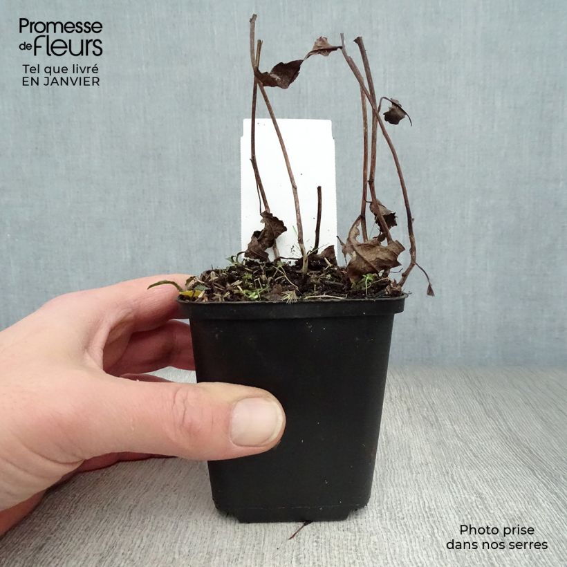 Aster divaricatus Maceta de 8/9 cm Ejemplar entregado en invierno